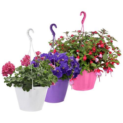GARDENLINE Piante estive in vaso sospeso