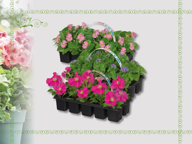 Mélange de plantes de parterre (dès 14.4.)