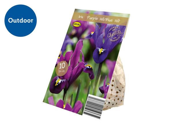 Premium Bulbs Iris "Purple Hill/Blue Hill"