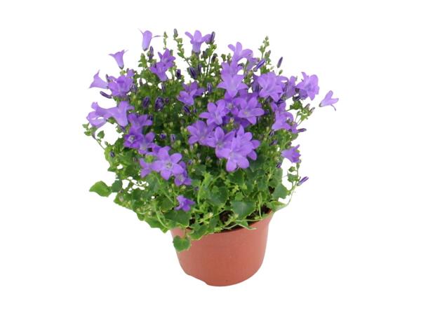 Outdoor Campanula