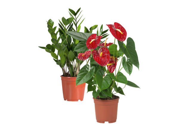 Gröna och blommande växter