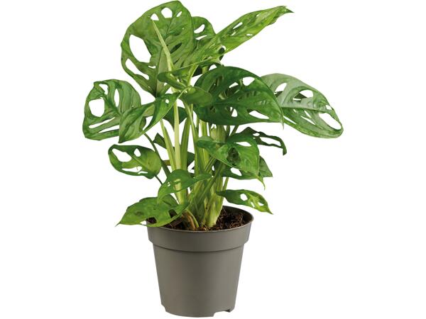 Monstera "Monkey leaf"