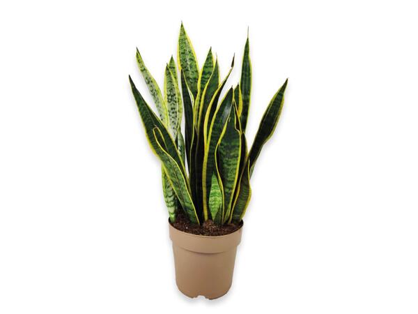Sanseveria