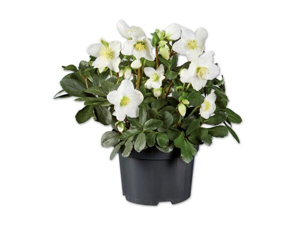 Christrose