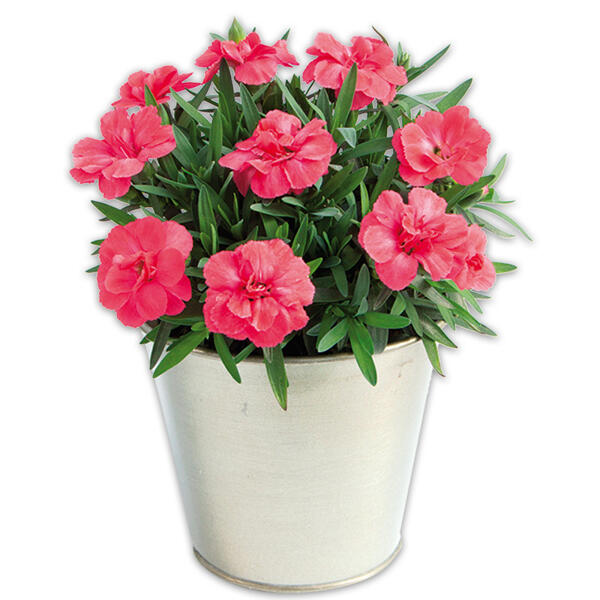 Verbene / Calibrachoa / Kaisernelke
