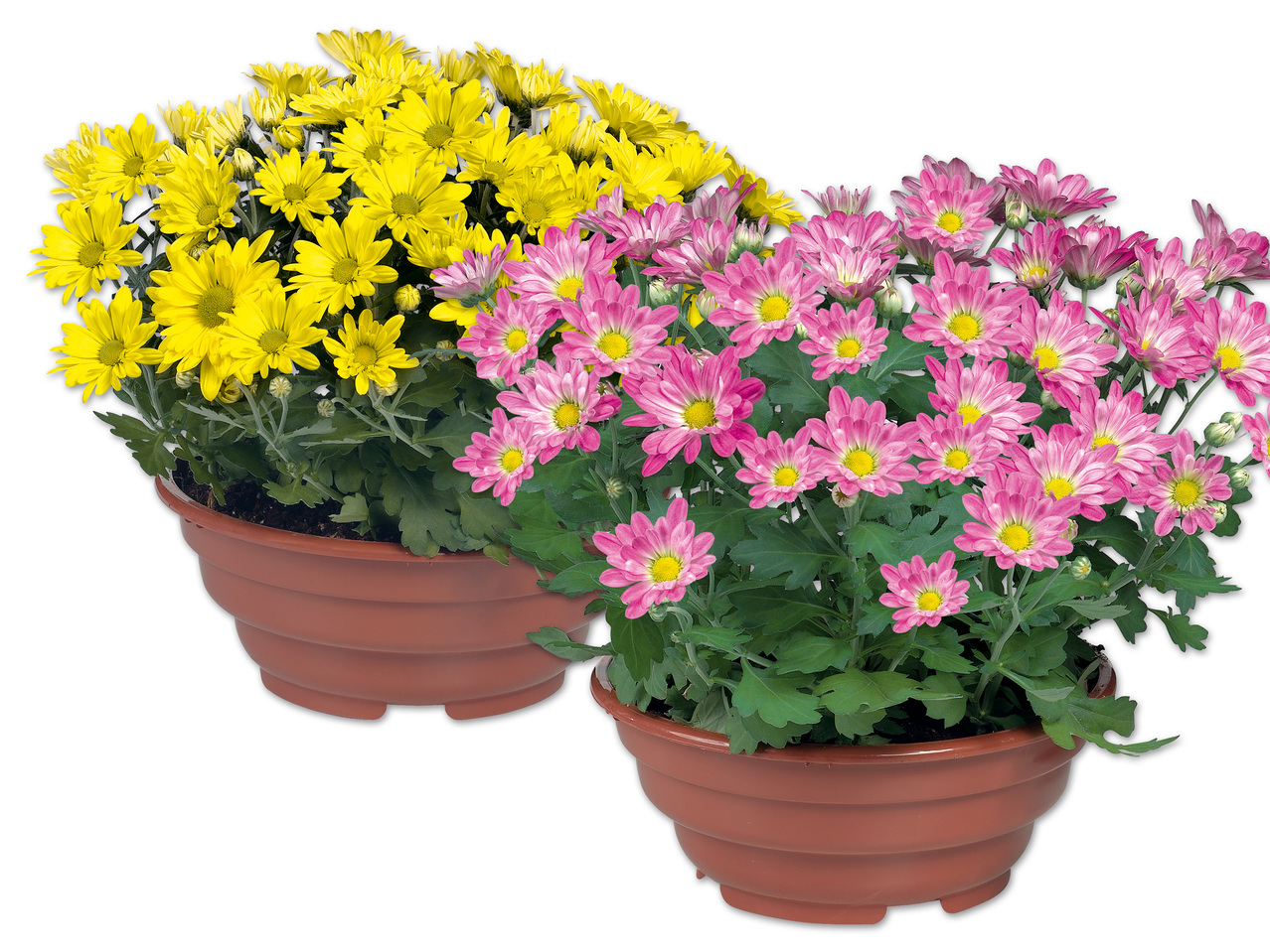 Chrysanthemenschale