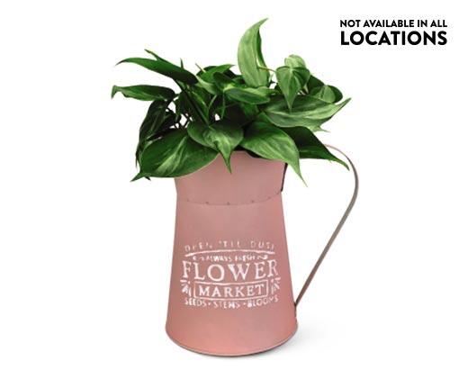 Assorted Foliage in Watering Can