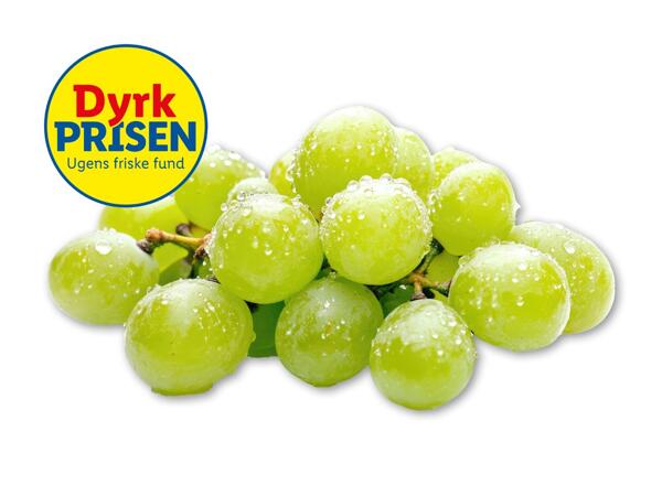 Grønne stenfri vindruer