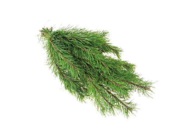Seasonal Foliage
