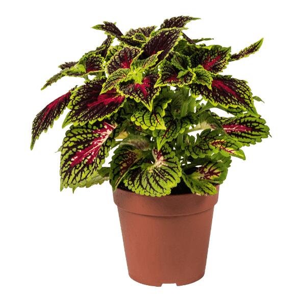 GARDENLINE(R) 				Coleus