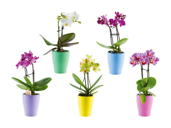 Mini phalaenopsis dans un pot en céramique