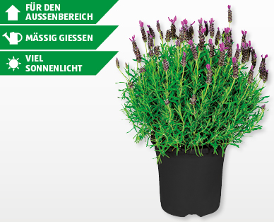 GARDENLINE(R) Lavendel