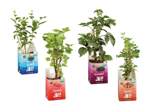 Arbusti di bacche bio "Joe"