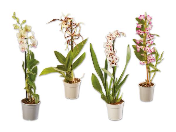 Orchidee 1-Trieber