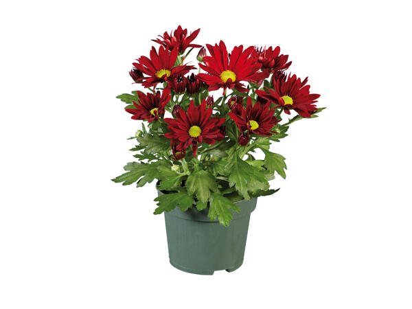 Chrysantheme