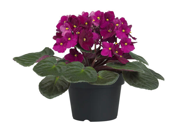Flowering Plants