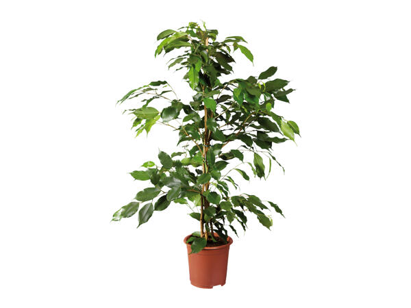 Green Houseplants