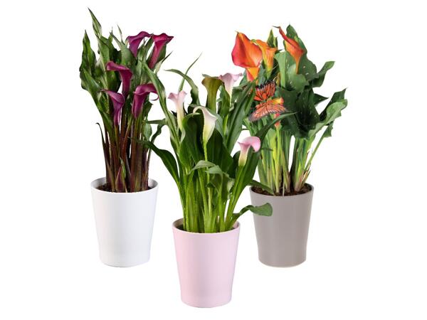 Calla