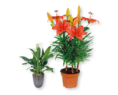 Piante esotiche in fiore