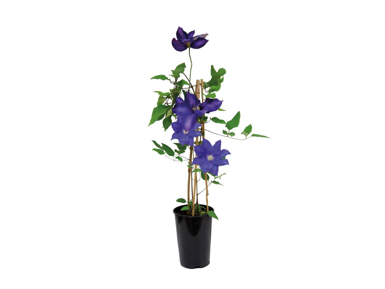 Clematis1