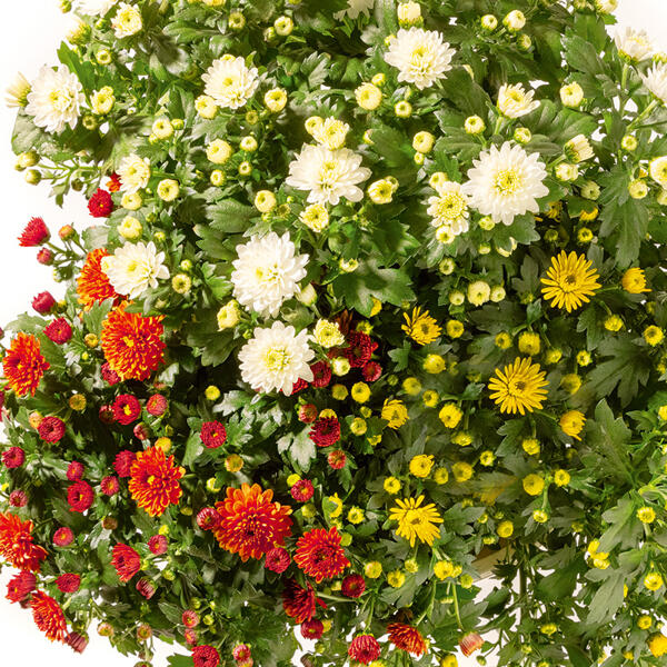 Trio Chrysantheme multiflora