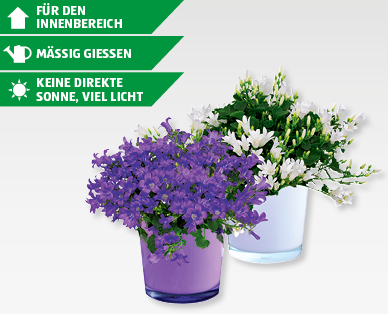 GARDENLINE(R) Campanula im Glastopf