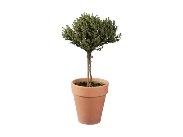 Grøn plante