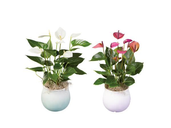 Rosenkalla