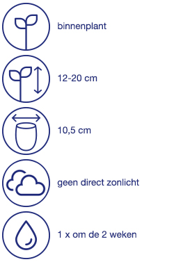 Kamerplant
