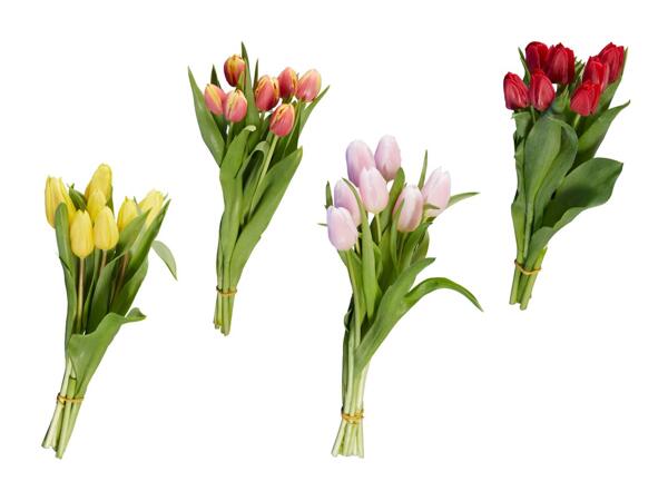 Tulpen