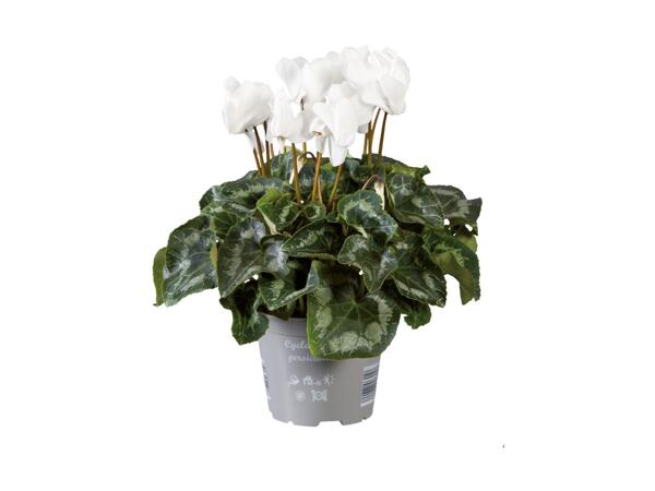 Large Cyclamen
