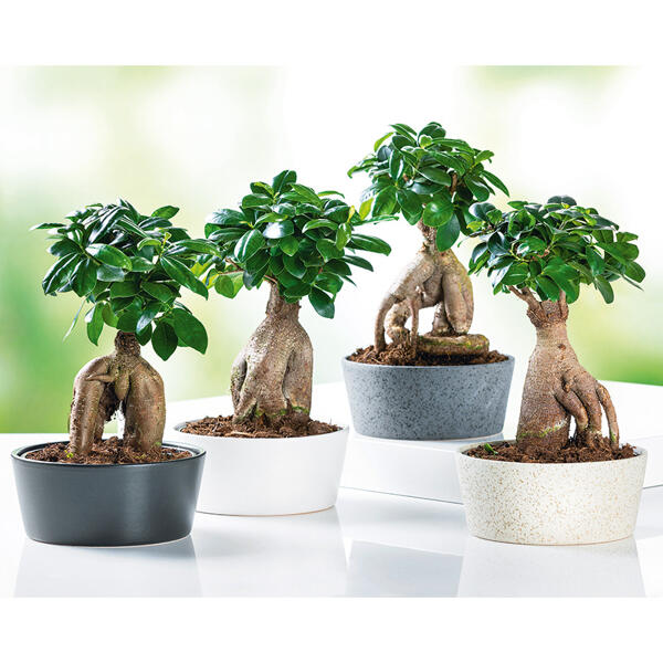 Bonsai "Ficus Ginseng"
