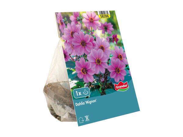 Spring Bulbs