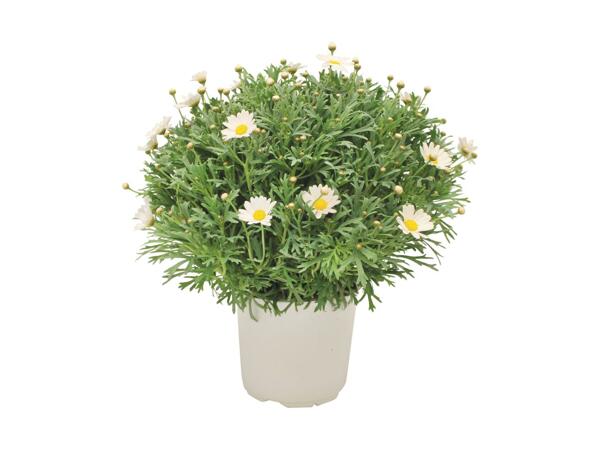Large Marguerite Bush