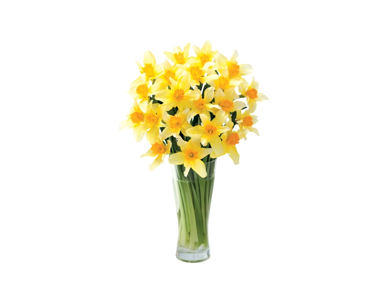 Daffodils