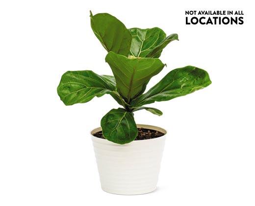 6" Foliage Assorted Varieties