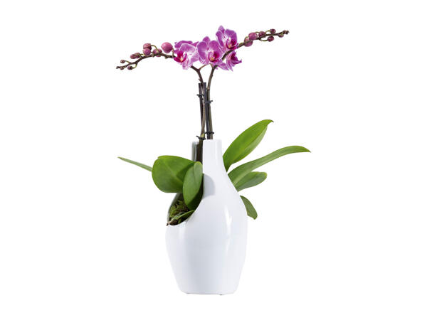 Phalaenopsis
