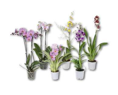 Sélection d'orchidées