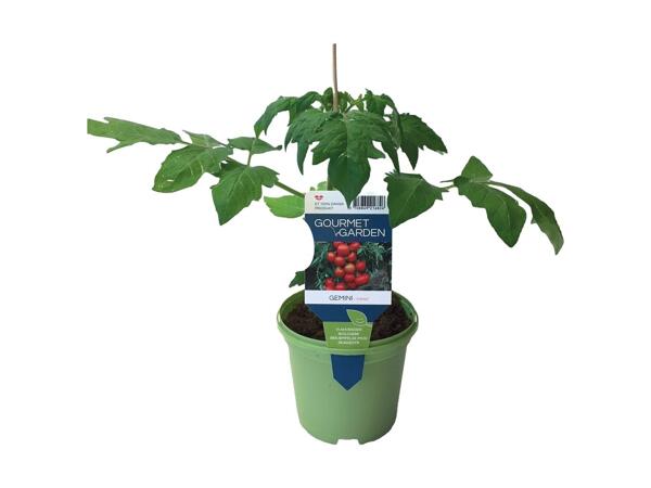 Peber-, agurk eller tomatplante