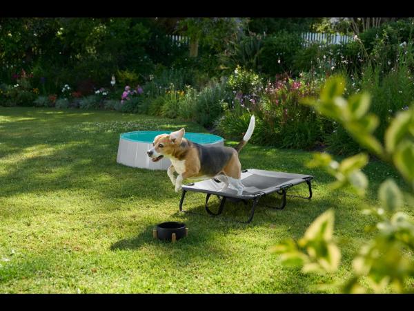 Dog Pool