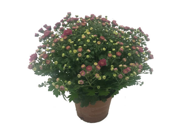Frilandschrysanthemum