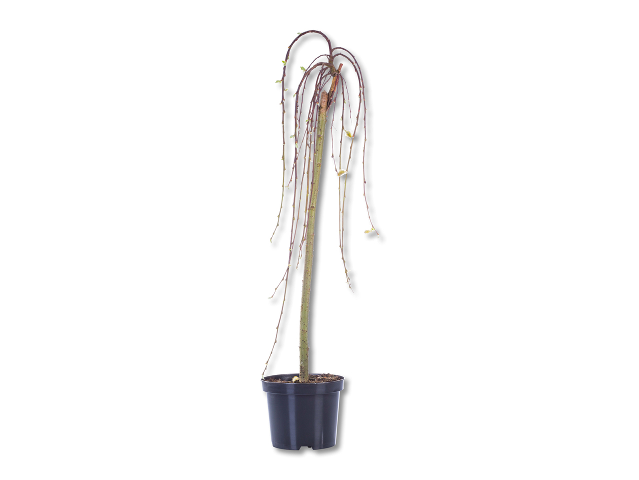 Salix Weide