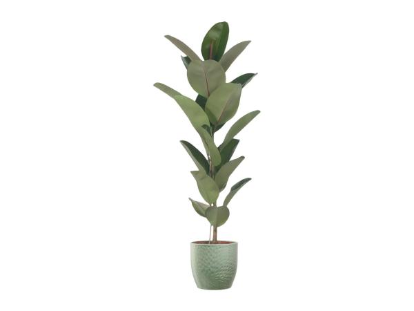 Large Green Houseplants