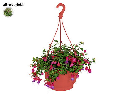 FUCSIA PENSILE