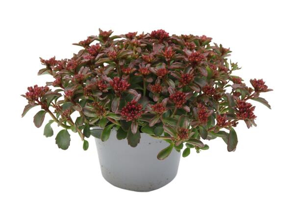 Sedum spurium