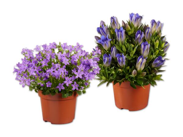 Glockenblume oder Enzian