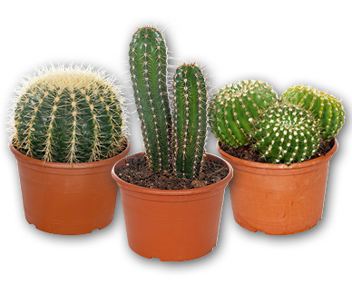 Cactus XXL