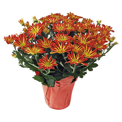 Pelee Mums Plant - Assorted Color