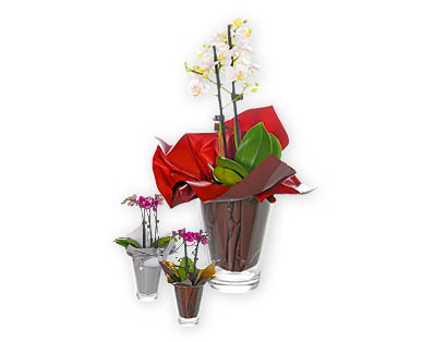 Phalaenopsis