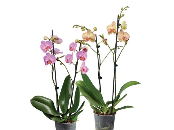 Phalaenopsis 2 stems